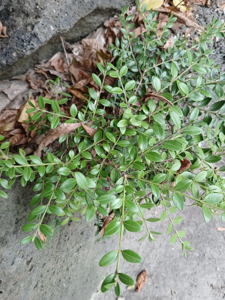 Hoàng dương trung hoa – Buxus sinica
