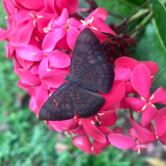 Emesis liodes