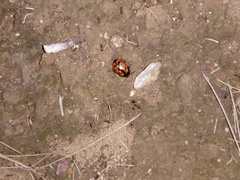 Calligrapha anabelae