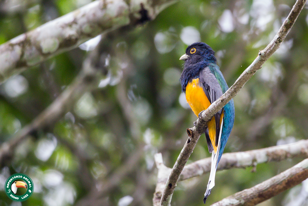 Surucua Trogon (Orange-bellied)