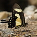 Torquatus Swallowtail - Photo (c) Andrew Neild, some rights reserved (CC BY-NC-ND)