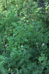 Vicia pisiformis