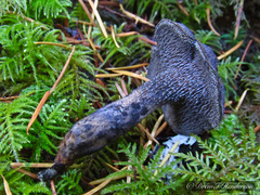 Hydnellum fuscoindicum