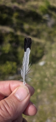 Plume de Traquet motteux