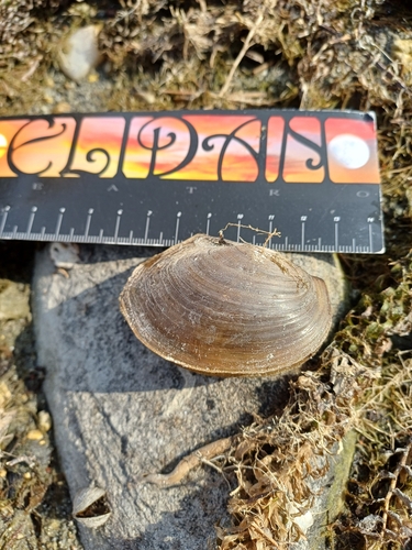 Sinanodonta woodiana