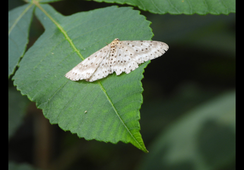 Percnia fumidaria