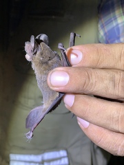 Nyctinomops laticaudatus