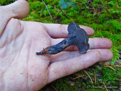 Hydnellum fuscoindicum