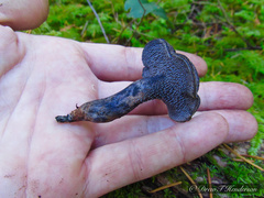 Hydnellum fuscoindicum