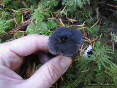 Hydnellum fuscoindicum