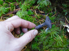 Hydnellum fuscoindicum