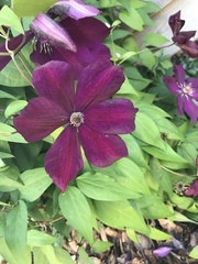 Clematis × jackmanii