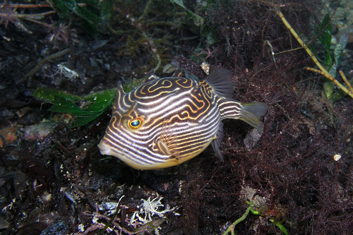 Ornate Cowfish, photo 3 of 10