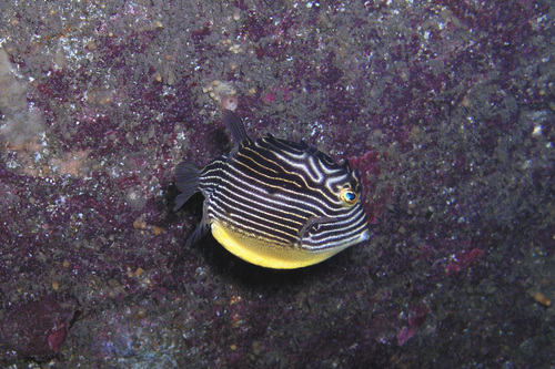Ornate Cowfish, photo 4 of 10