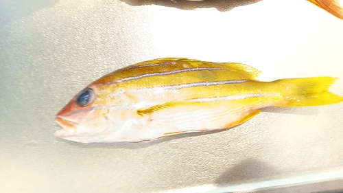 Bluestriped Snapper