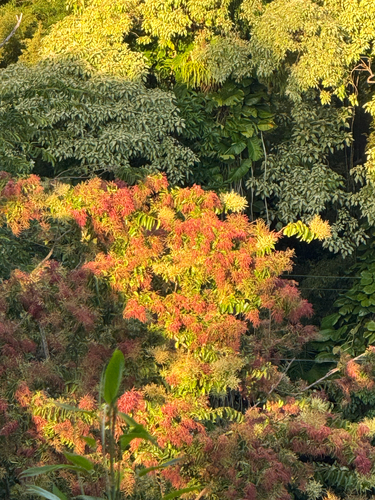 Terminalia myriocarpa observed 2025-08-19