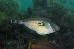 Meuschenia hippocrepis