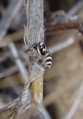 Salticus propinquus