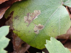 Phytomyza hydrophyllivora