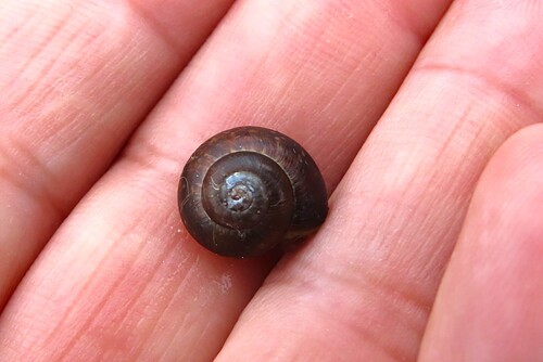 Arianta arbustorum