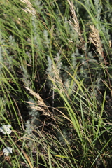 Bromus riparius