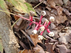 Actaea pachypoda pachypoda