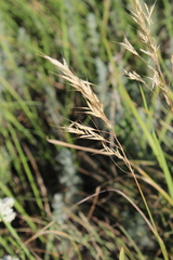 Bromus riparius