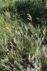Bromus riparius