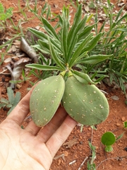 Anemopaegma arvense