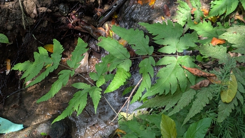 Tectaria melanocaulos observed 2025-08-20