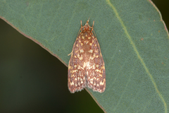 Syringoseca rhodoxantha