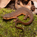 Red-spotted Newt - Photo (c) Andrew DuBois, some rights reserved (CC BY-NC)