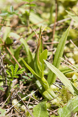Pterostylis patens