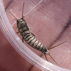 Allacrotelsa spinulata