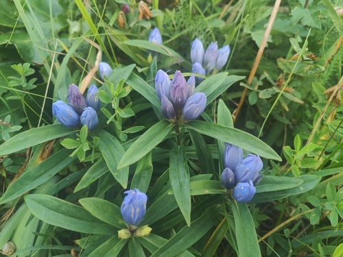 Gentiana triflora, photograph 5