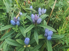 Gentiana triflora, photograph (c) Anastasia Balaeva, some rights reserved (CC BY)