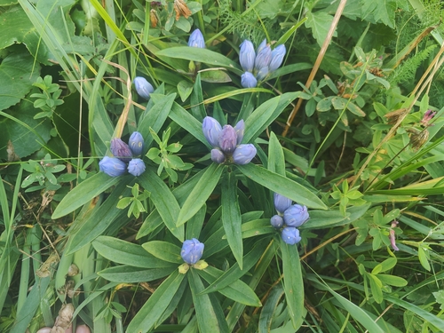 Gentiana triflora, photograph 6