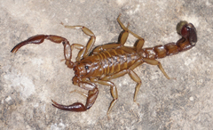 Vaejovis intermedius