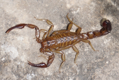 Vaejovis intermedius