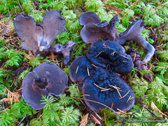 Hydnellum fuscoindicum