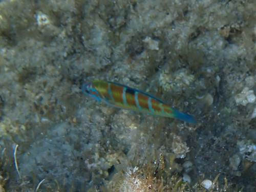 Thalassoma pavo