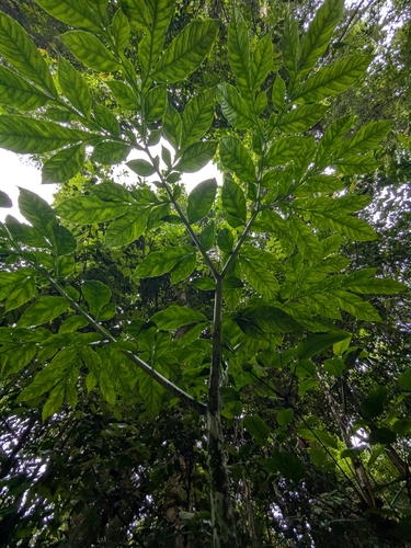 Amorphophallus hewittii