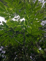 Amorphophallus hewittii