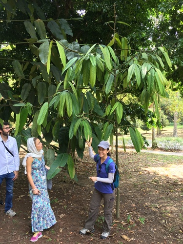 Garcinia nervosa, photograph 2
