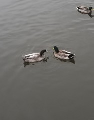 Anas platyrhynchos domesticus