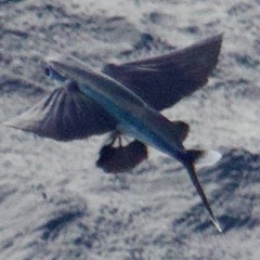 Blacksail Flyingfish photo 4