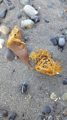 Laminariaceae