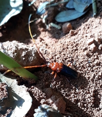 Oxymerus basalis