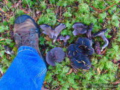 Hydnellum fuscoindicum