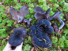 Hydnellum fuscoindicum